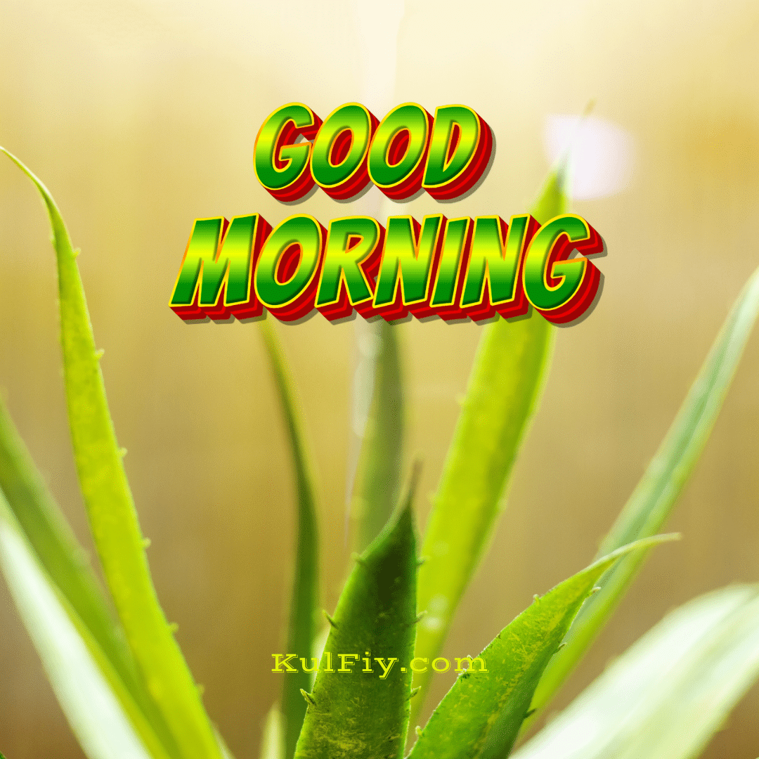 Aloevera good morning images