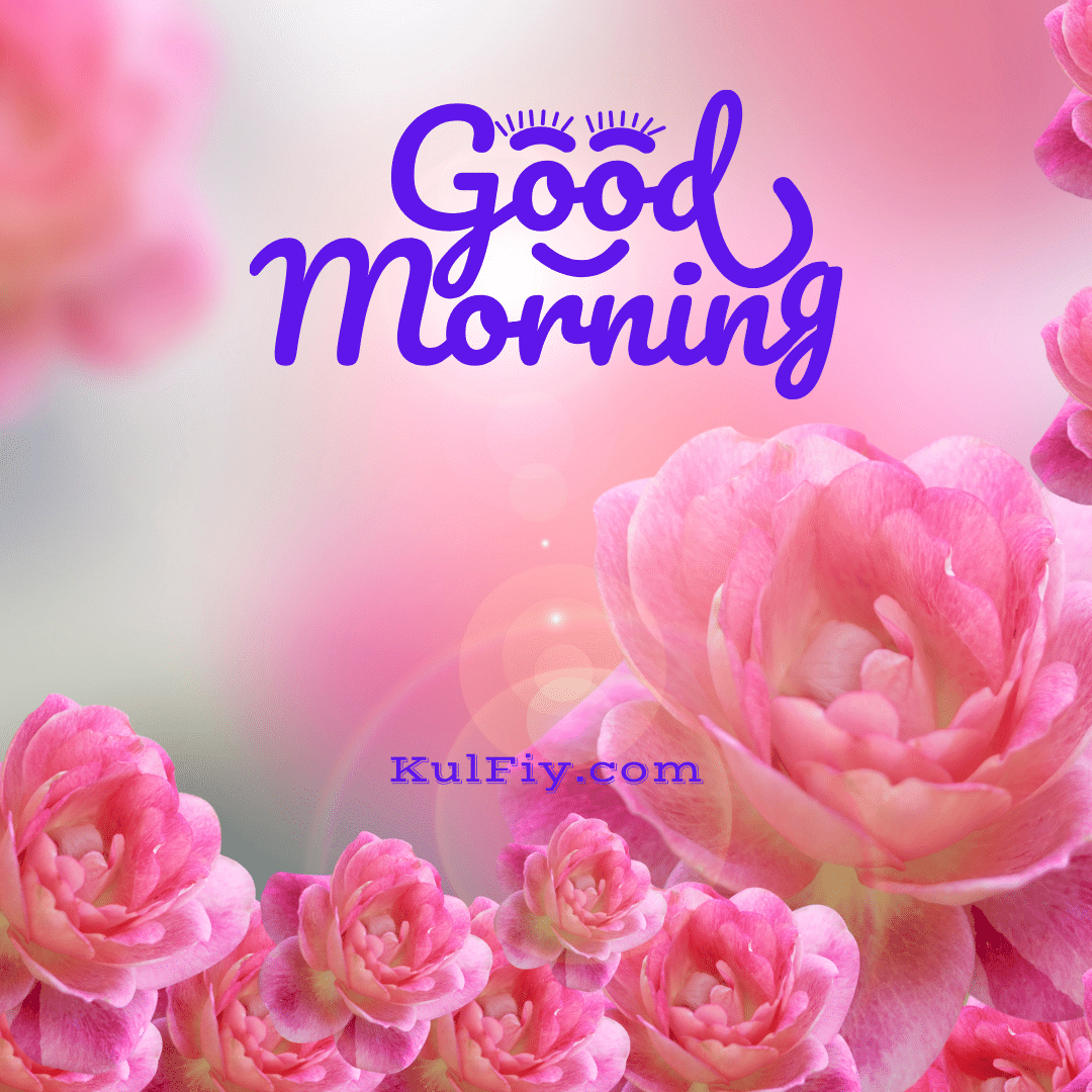 Beautiful pink rose good morning images