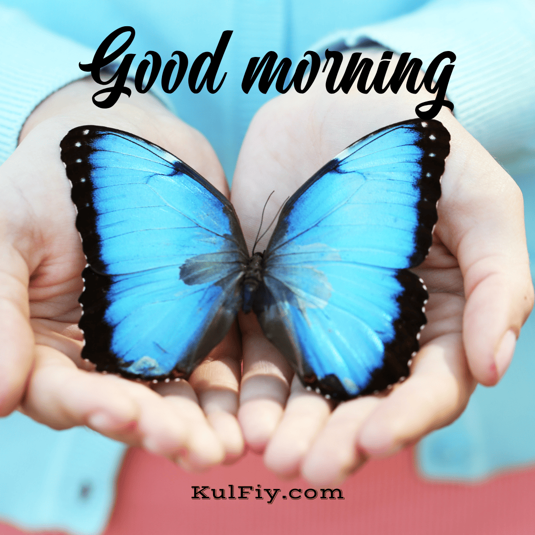 Butterfly in hands good morning images