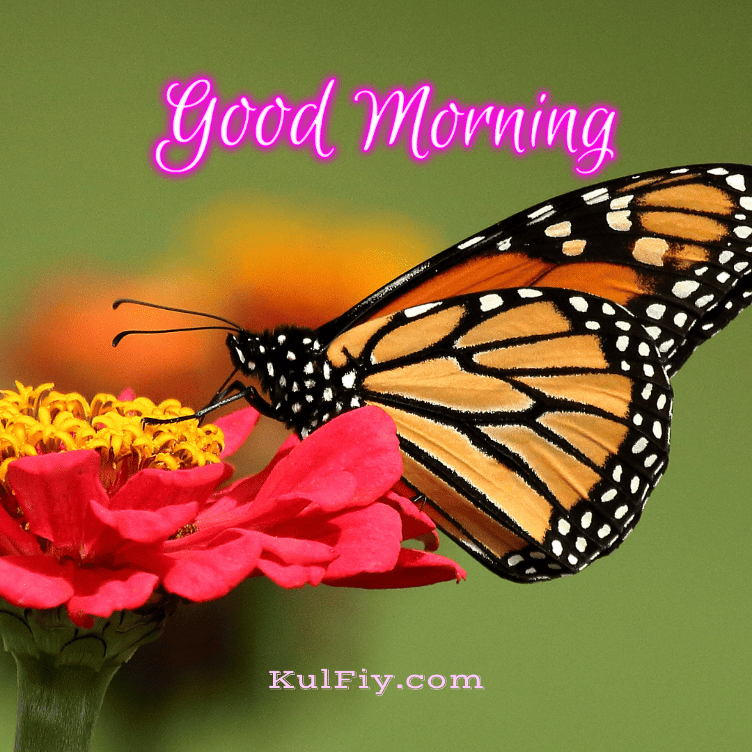Butterfly on flower good morning images