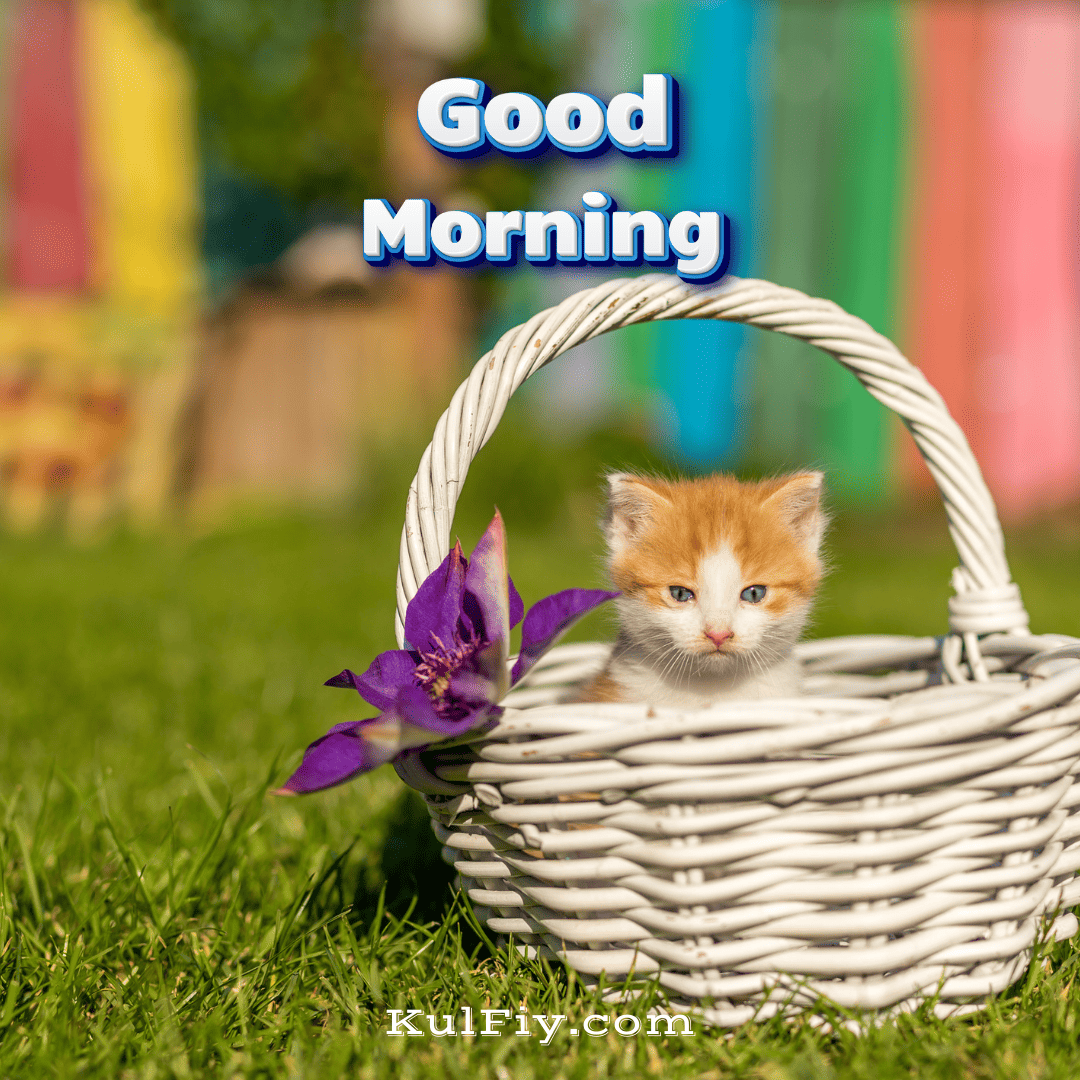 Cute kitten good morning images