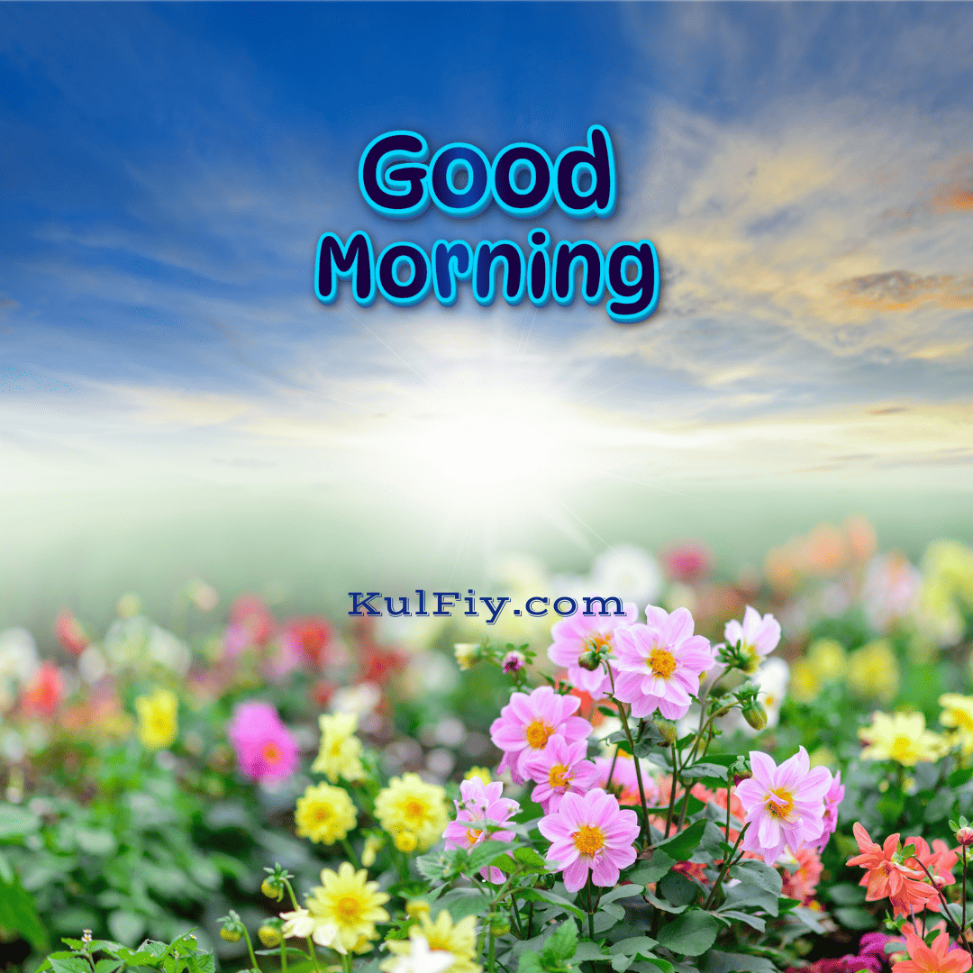 Flower nature sunrise good morning images with pink flower
