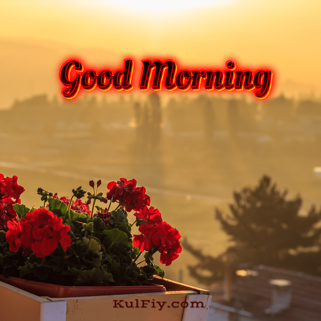 Flower sunrise good morning images