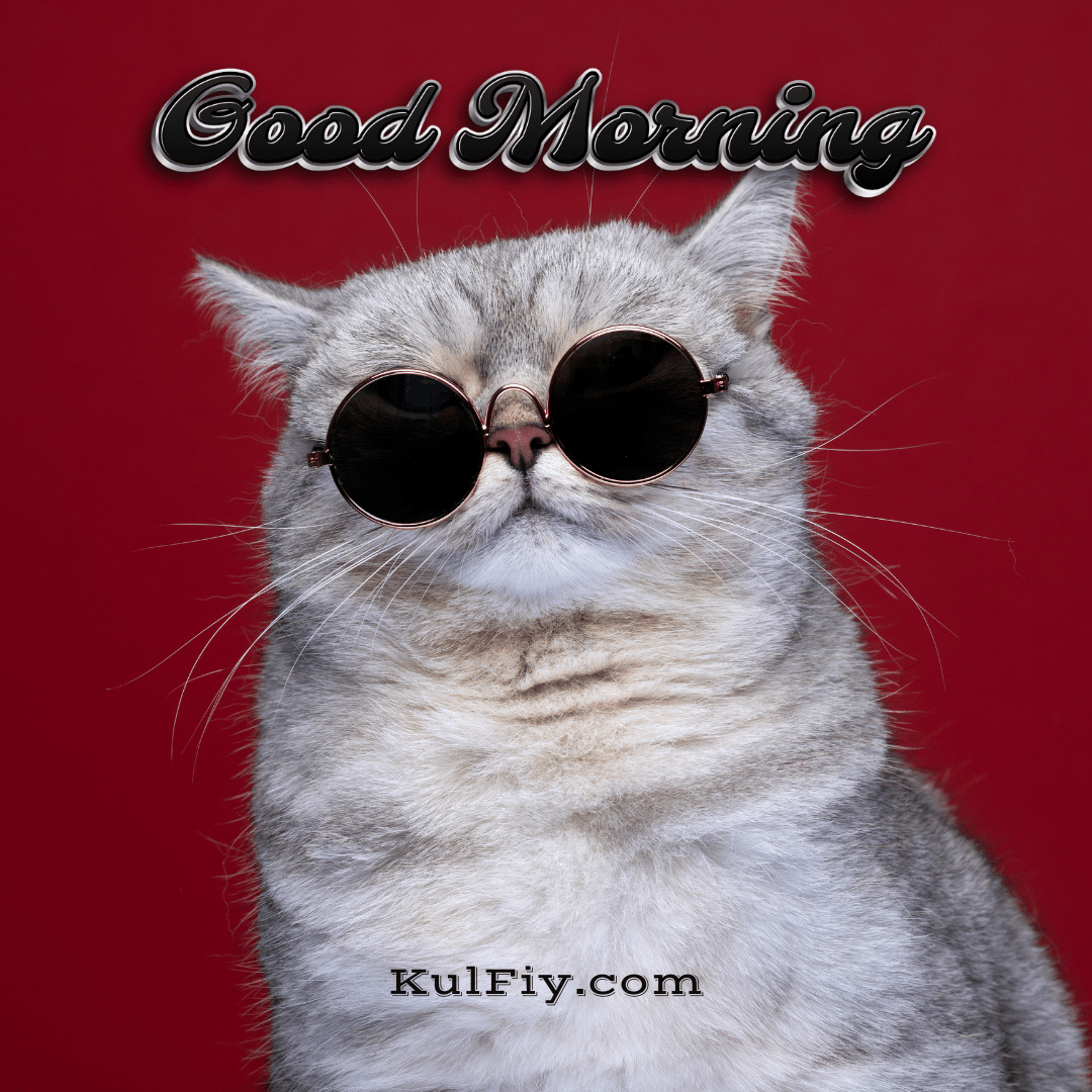 Funny cat good morning images