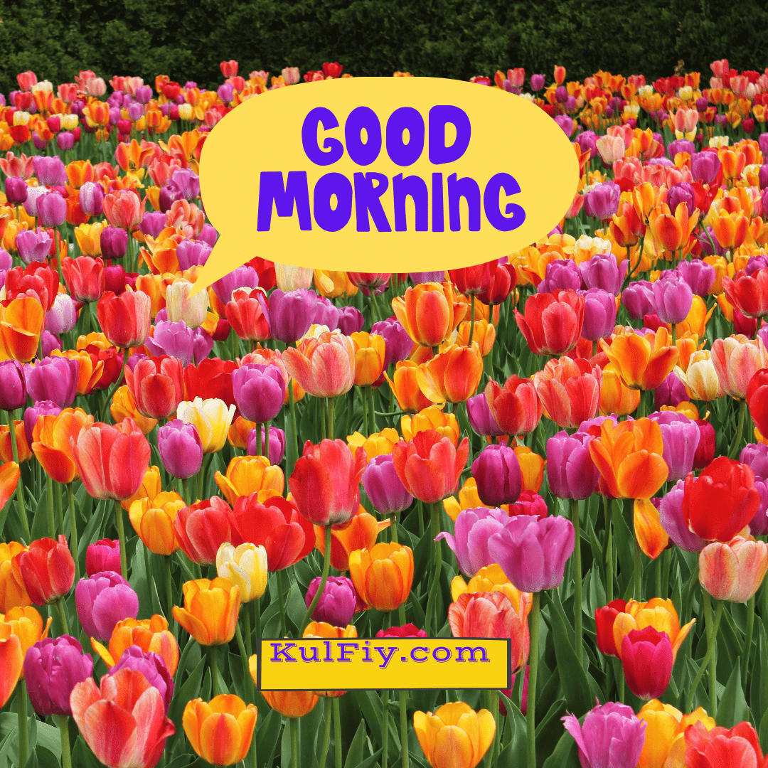 Good morning images with beautiful flowers
