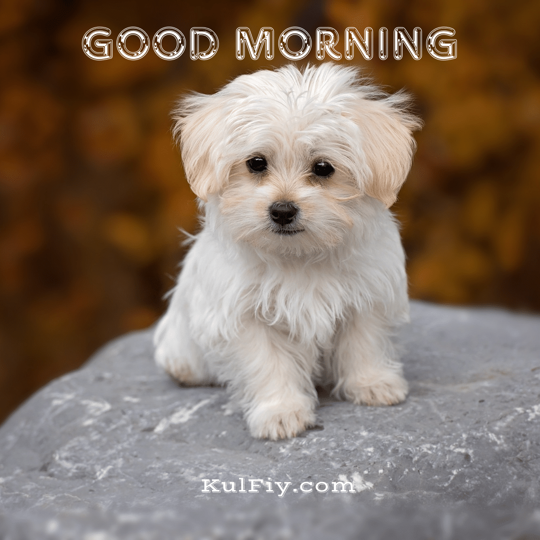 Good morning images with cute puppy