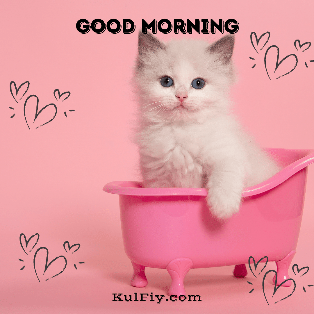 Good morning images with kitten in tub