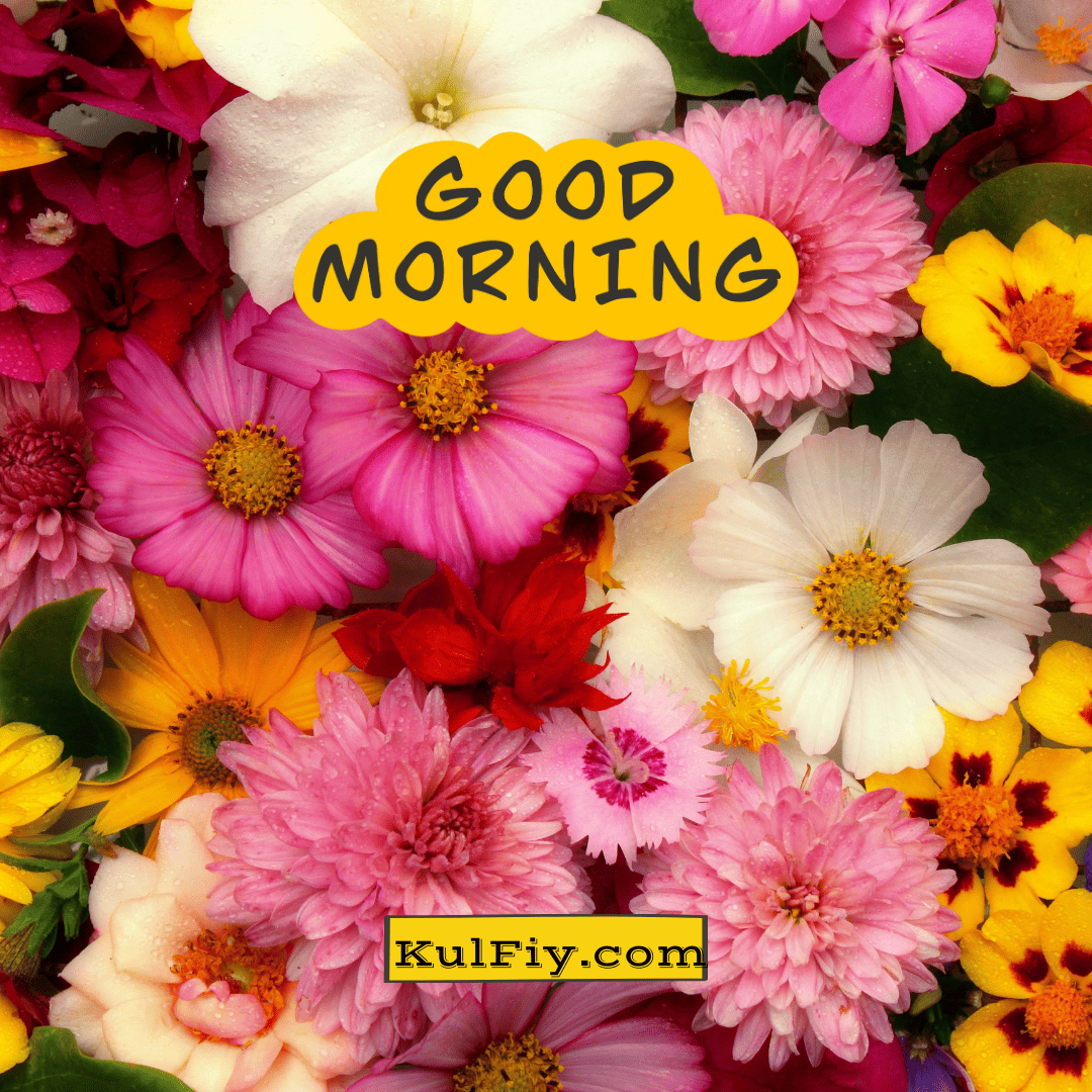 Good morning images with multicolour beautiful flowers