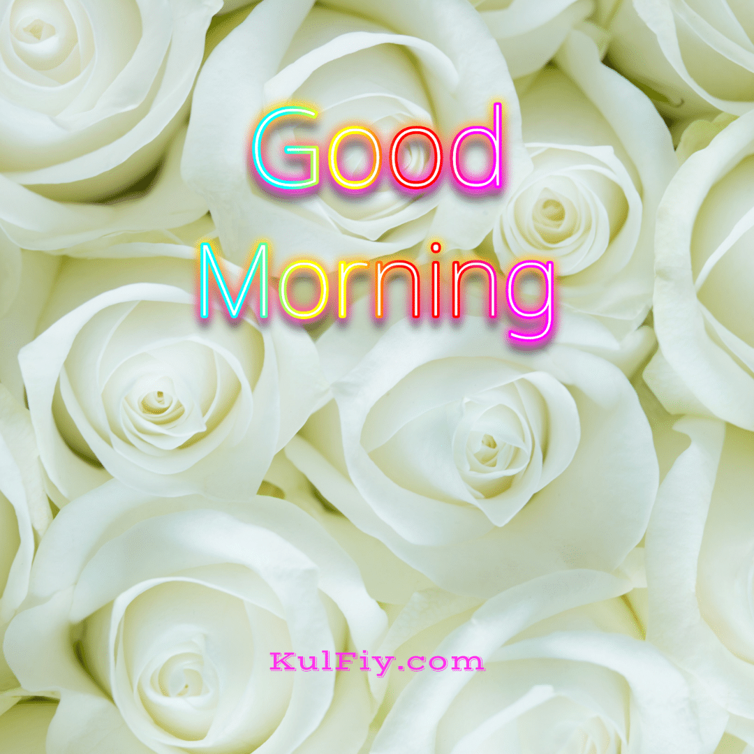 Good morning images with white rose background