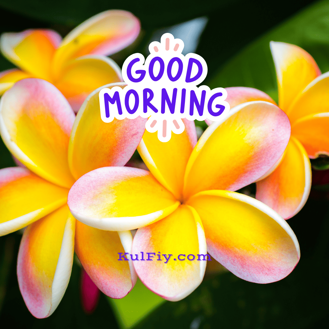 Good morning images with yellow flower