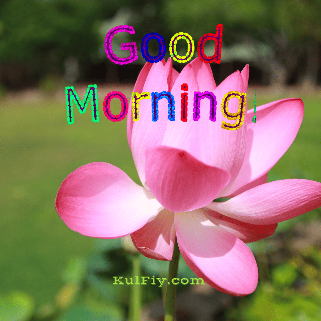 Lotus good morning images