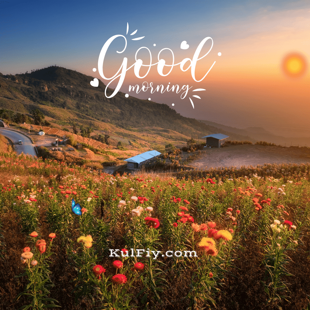 Multicolour flower mountain sunset good morning image