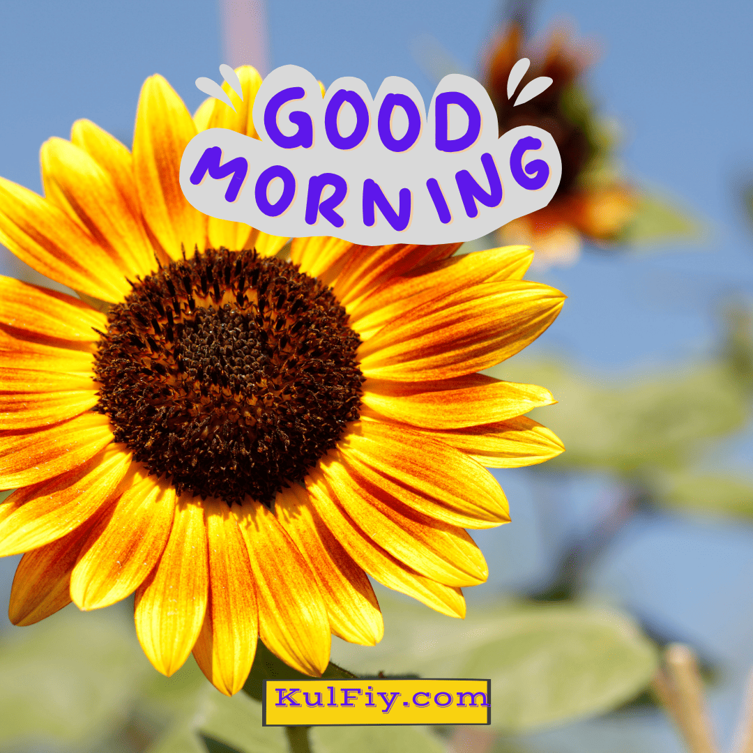 Sunflower good morning images