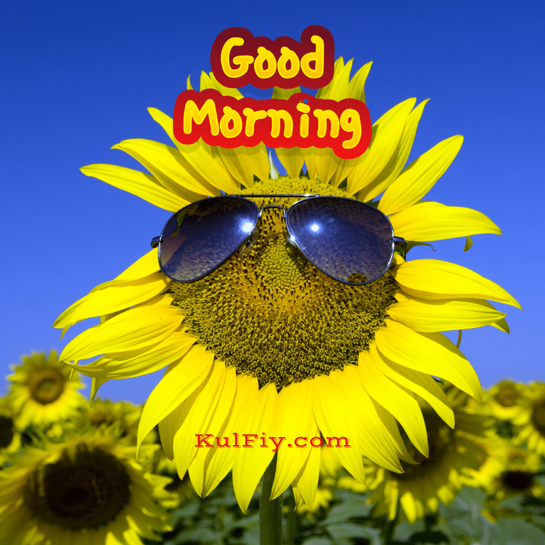 Sunflower with goggle good morning images