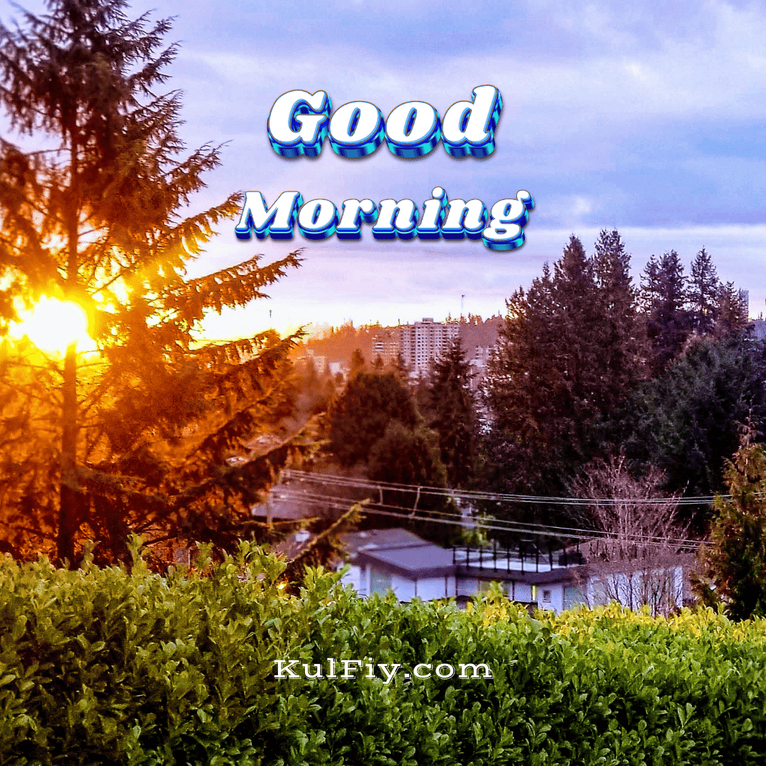 Sunrise behind the tree good morning images
