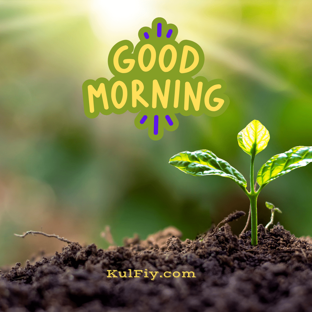 Sunrise good morning images with baby plant