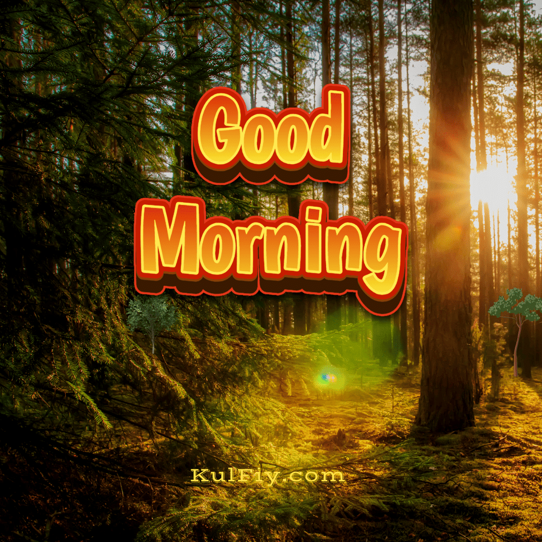 Sunrise in forest good morning images