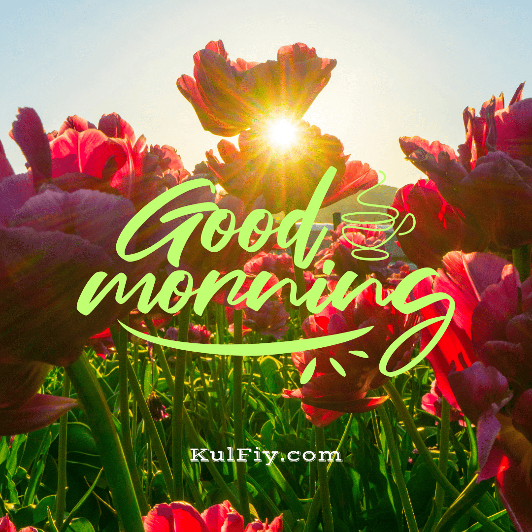 Sunrise over flower good morning images